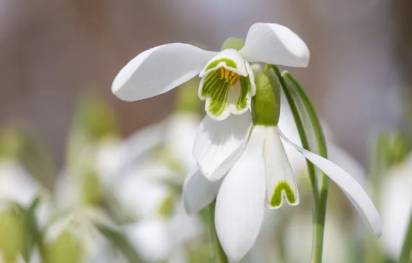 Macro, spring, petals, snowdrops, bokeh