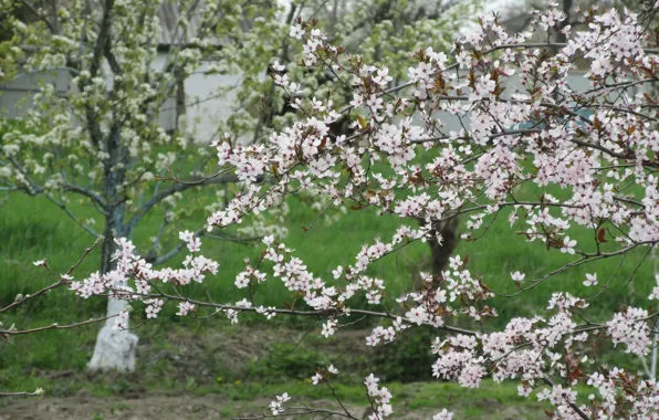 Tree, flowering, blooms, April, spring 2018, Meduzanol ©