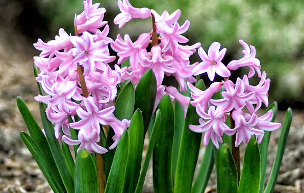 Pink, spring, hyacinth