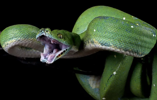 Snake, branch, Python, green