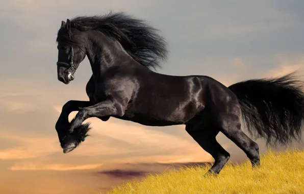 Picture black, animals, horse