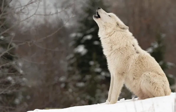 wolf sitting and howling