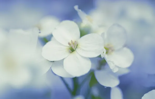 Drops, flowers, background, blue, petals, white
