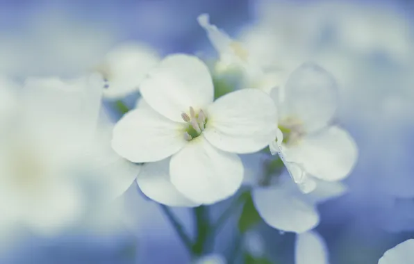 Picture drops, flowers, background, blue, petals, white