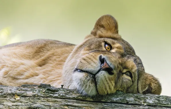 Cat, look, face, lioness, ©Tambako The Jaguar