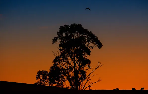 Picture animals, the sky, tree, bird, silhouette, glow