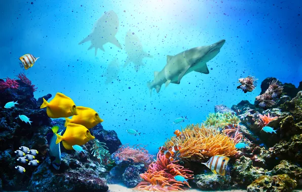 Fish, sharks, underwater world, underwater, ocean, fishes, tropical, reef