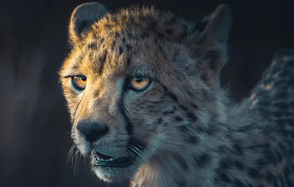 Picture predator, big cat, cheetah-portrait
