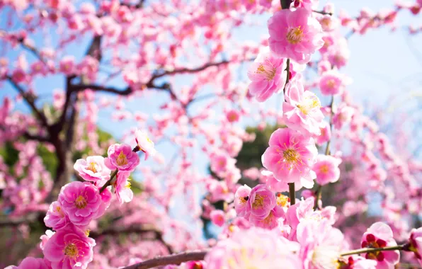Picture macro, light, flowers, branches, nature, tree, spring, pink