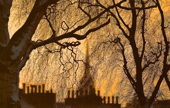 Picture trees, night, the city