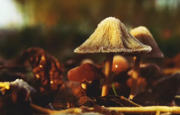 Light, nature, mushrooms, mushroom, bokeh