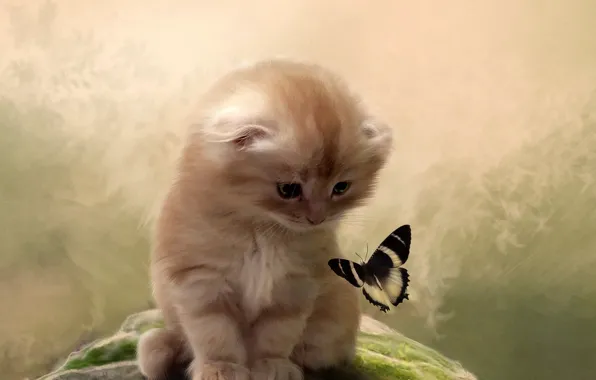Picture cat, kitty, background, butterfly, attention