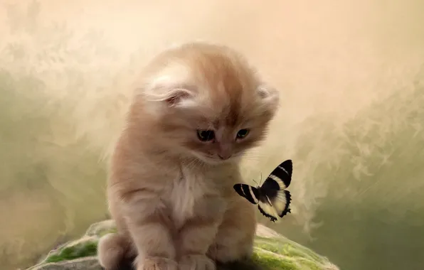 Cat, kitty, background, butterfly, attention