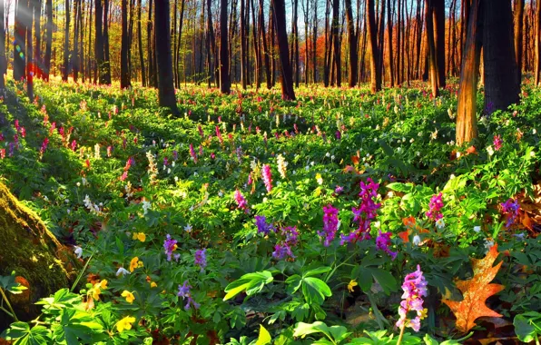 Picture autumn, forest, flowers