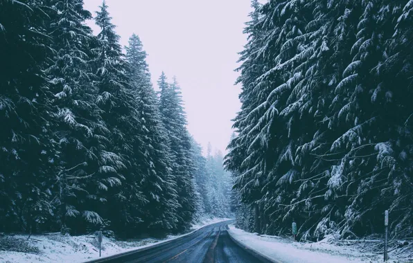 Picture forest, road, winter, snow