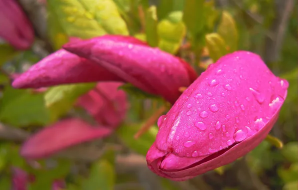 Picture drops, pink, pink, drops, Magnolia, Magnolia