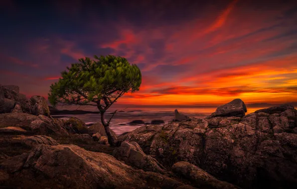 Picture sea, the sky, trees, landscape, stones