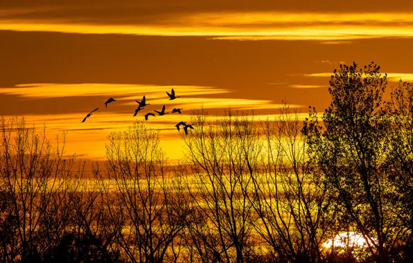 Autumn, the sky, the sun, clouds, trees, sunset, birds, silhouette