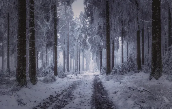 Winter, road, forest, nature