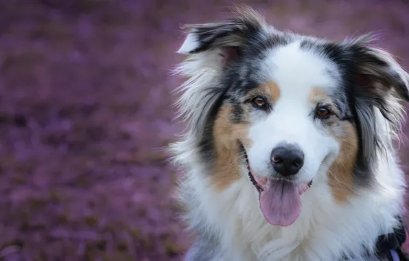 Picture language, face, glade, portrait, dog, Australian shepherd, Aussie