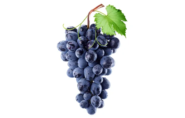 Leaves, drops, wet, branch, grapes, bunch, white background, closeup