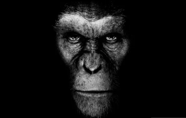 Picture movie, the film, monkey, black background, rise of the planet of the apes, rise of …