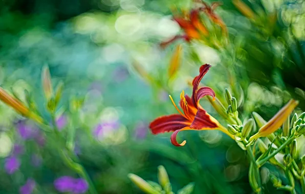 Greens, summer, leaves, light, flowers, Lily, Lily, blur