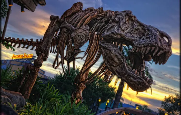 Picture dinosaur, bones, skeleton, photo, photographer, Disneyland, Rex, amusement Park