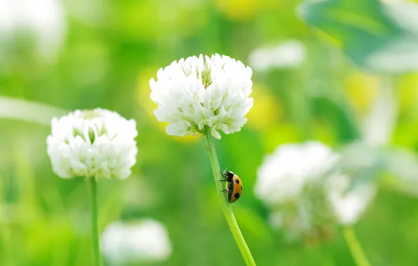 Picture macro, nature, clover, ladybug