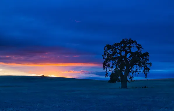 Field, trees, sunset, CA, California, San Benito County, San Benito