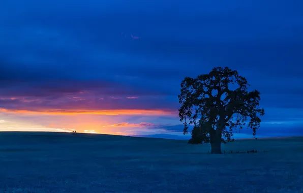 Field, sunset, tree, CA, California, San Benito County, San Benito