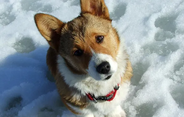 Snow, dog, funny