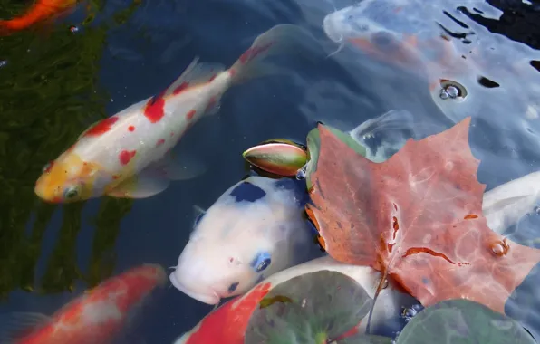 Picture leaves, water, Japan, carp, koi