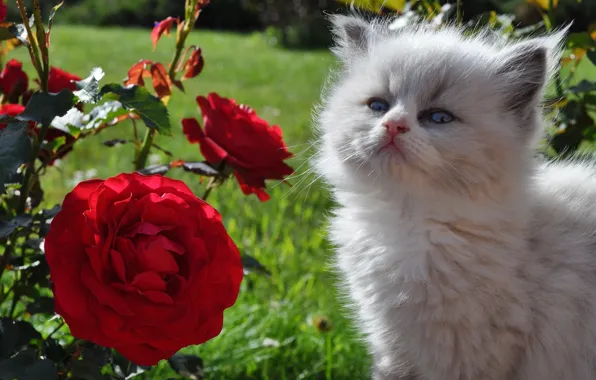 Flowers, roses, kitty