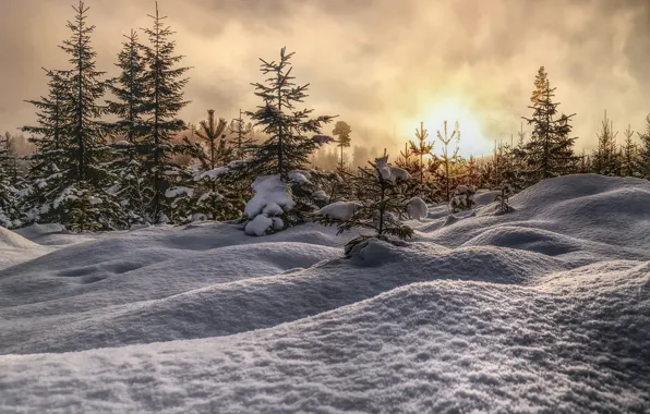 Picture winter, forest, snow