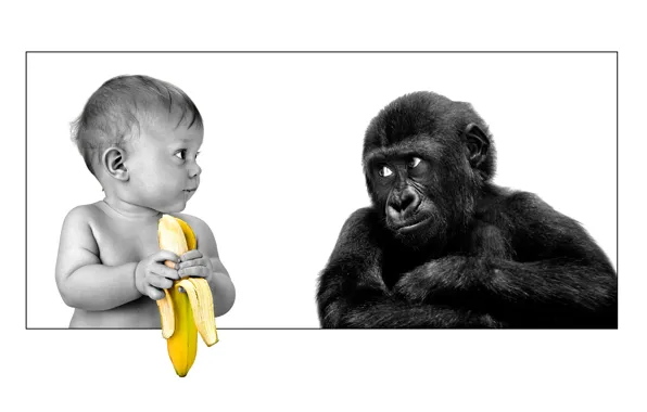 Picture friendship, gorilla, banana, the person