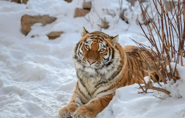 Winter, look, face, snow, branches, tiger, stones, paws