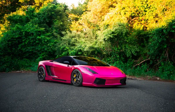 Pink, Gallardo, Trees