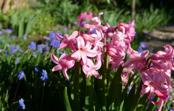 Leaves, light, flowers, spring, garden, pink, flowerbed, hyacinths