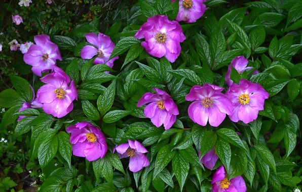 Greens, leaves, flowers, Bush, spring, garden, pink, lilac