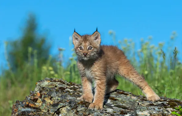 Picture the sky, grass, look, pose, blue, baby, log, is