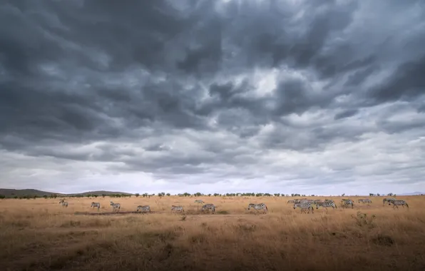 Field, nature, Zebra