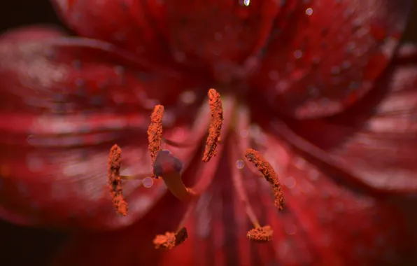 Macro, flowers, Rosa, pollen, stamens, pistil, red flower