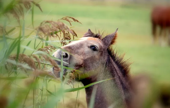 Summer, nature, horse