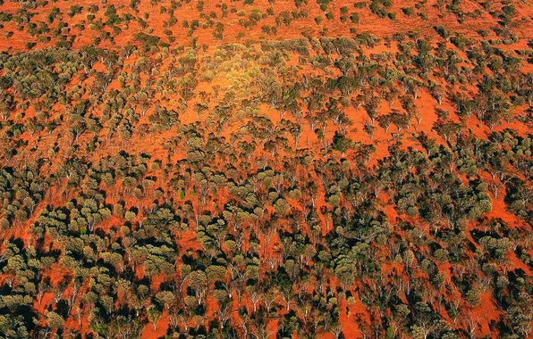Picture trees, paint, Australia, QLD