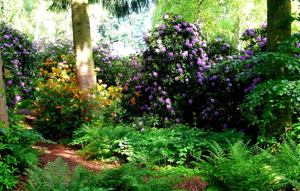 Picture greens, grass, trees, flowers, Park, Switzerland, the bushes, rhododendron