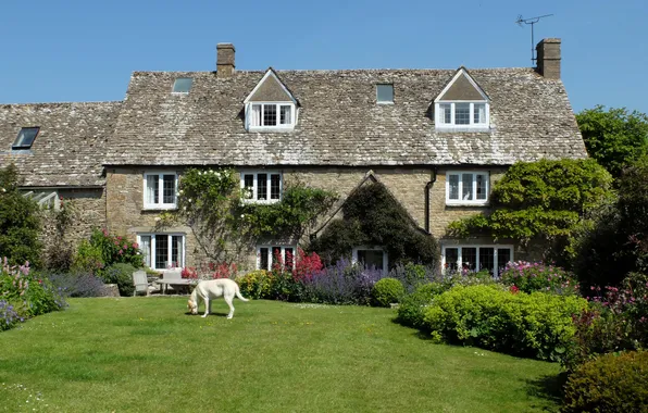 Picture house, lawn, dog, garden, UK, the bushes, Cotswolds