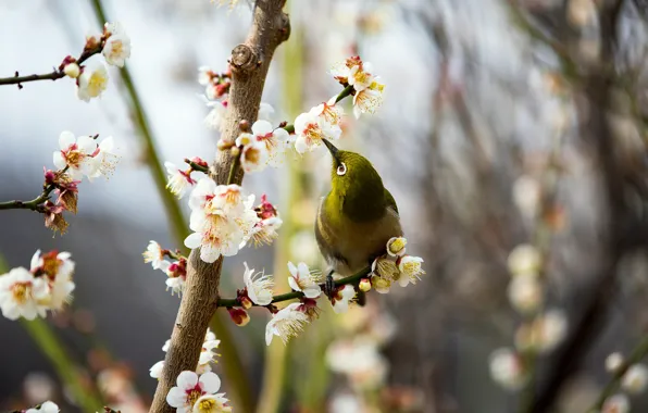 Flowers, branches, nature, background, bird, branch, spring, bird