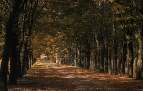 Picture road, trees, alley