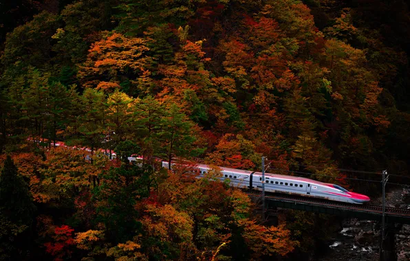 Autumn, forest, trees, train, railroad, Japan